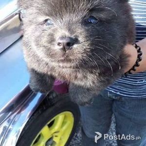 Chow Chow x Pomeranian | PostAds PH