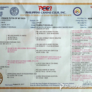 CHOW CHOW PUPPY FOR SALE WITH IMPORTED LINEAGE | PostAds PH