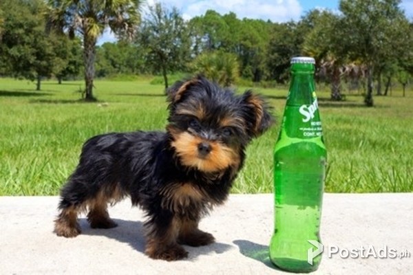 Gorgeous Teacup Yorkie puppies available