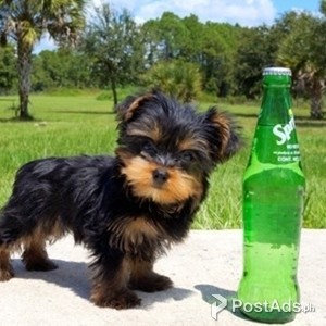 Gorgeous Teacup Yorkie puppies available | PostAds PH