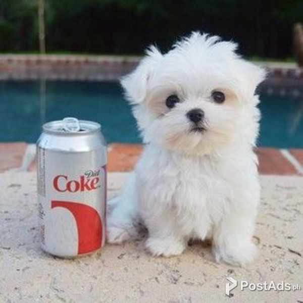Beautiful Teacup Maltese Puppies Available