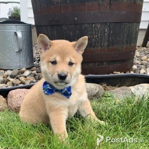 Healthy 12 week old shiba inu puppies. | PostAds PH