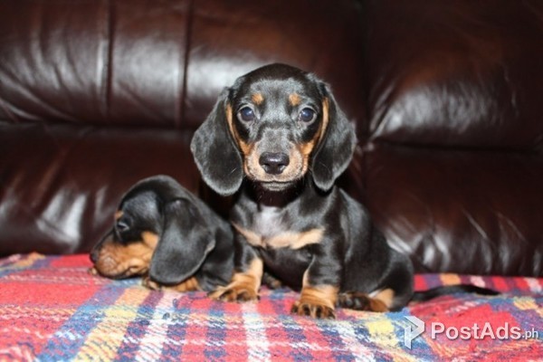Stunning Dashound Puppies