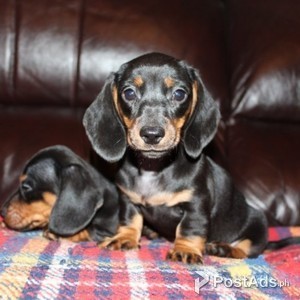 Stunning Dashound Puppies | PostAds PH