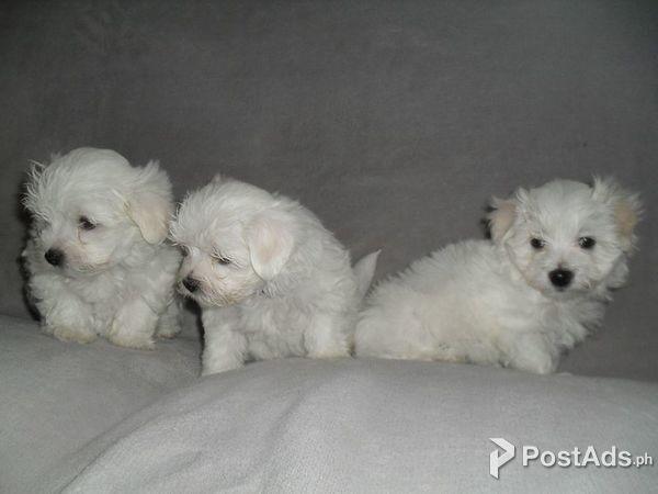 Maltese Pups 3 house hold lover for a good family