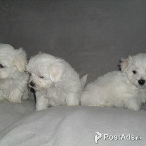 Maltese Pups 3 house hold lover for a good family | PostAds PH