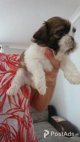 Cute Shih Tzu Puppies 