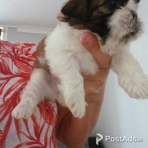 Cute Shih Tzu Puppies | PostAds PH