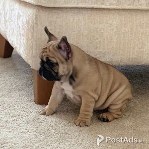 French Bulldog Puppies For Sale | PostAds PH