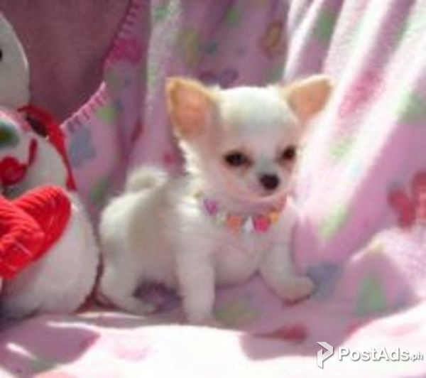 Chihuahua Puppy.whatsaap me if interested:+237654340446