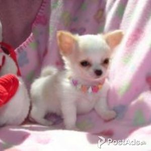Chihuahua Puppy.whatsaap me if interested:+237654340446 | PostAds PH