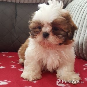 Gorgeous shih tzu puppies all ready.whatsaap me if interested:+2376543 | PostAds PH