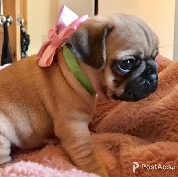Stunning Litter Of Fawn Pugs Puppies. whatsaap me +237654340446