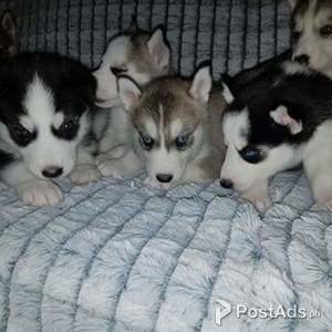 Amazing siberian husky Puppies.whatsaap me if interested:+237654340446 | PostAds PH