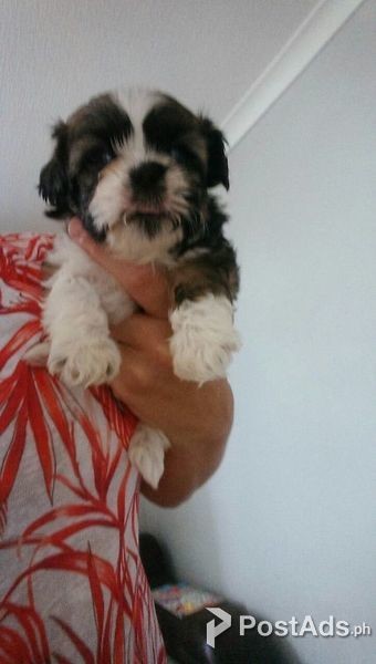 Cute Shih Tzu Puppies 