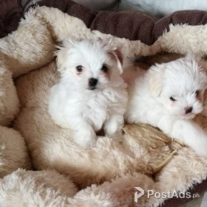 Maltese Pups 3 house hold lover for a good family | PostAds PH