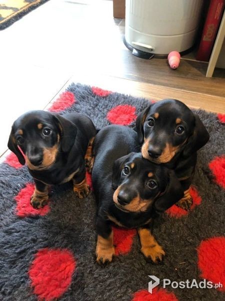 Stunning Dashound Puppies
