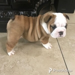 French Bulldog Puppies For Sale | PostAds PH