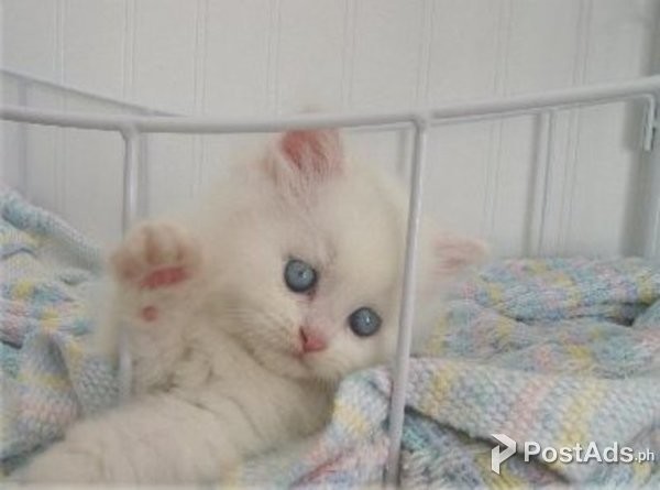 Parick Persian Kittens whatsapp me if interested 