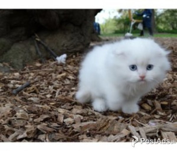 Scottish Fold Cats and Kittens for sale whatsapp me if interested what