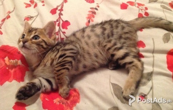 Cute F1 Savannah kittens for adoption.