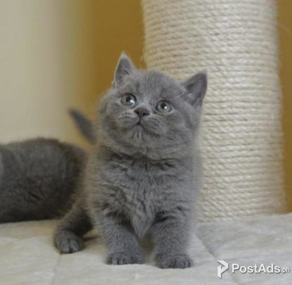British shorthair kittens for sale.