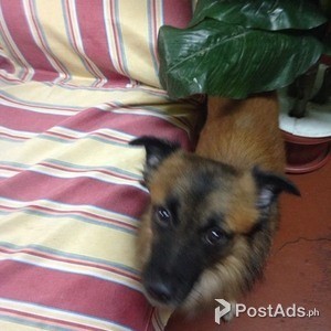 Dogs for sale | PostAds PH