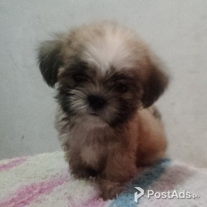 Shih Tzu Pure Breed Princess Type (Male) | PostAds PH