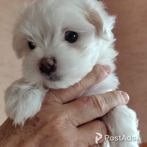 champion Maltese puppies available for re-homing | PostAds PH