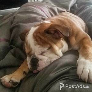 english bulldog | PostAds PH