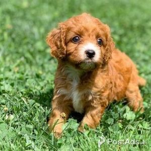 CAVAPO PUPPIES | PostAds PH