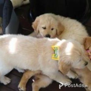 GOLDEN RETRIEVER PUPPIES | PostAds PH