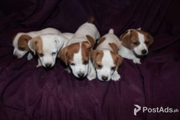 PEDIGREE JACK RUSSELS PUPPIES