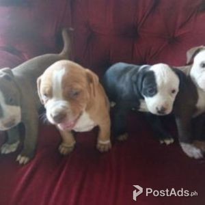 AMERICAN STAFFORDSHIRE TERRIER PUPPIES | PostAds PH