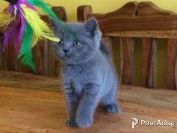 BRITISH SHORTHAIR KITTENS