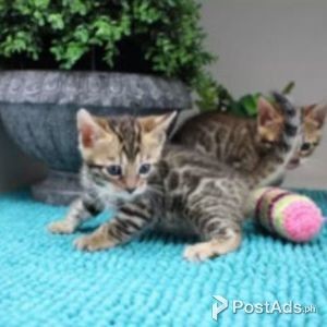 BENGAL KITTENS FOR SALE | PostAds PH
