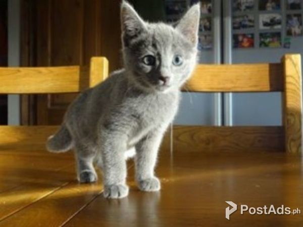 RUSSIAN BLUE KITTENS