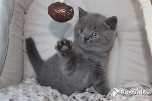 CUTE BRITISH BLUE SHORTHAIR KITTENS