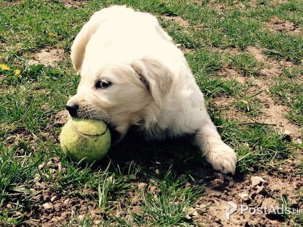 Wonderful litter of golden retriever puppies