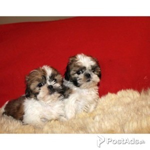 Beautiful Beautiful Shih Tzu Puppies | PostAds PH