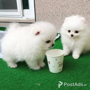 Pomeranian Puppies | PostAds PH