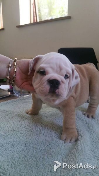 Adorable English Bulldog puppies ready to go
