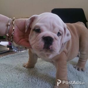 Adorable English Bulldog puppies ready to go | PostAds PH