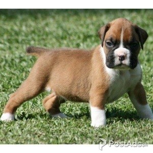 Champion lines Boxer puppies | PostAds PH