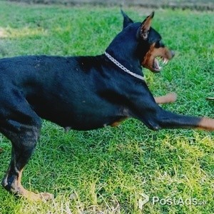 DOBERMAN FEMALE | PostAds PH