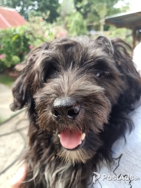 SHIH TZU FEMALE