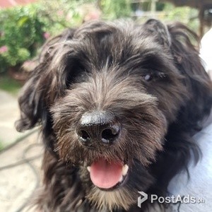 SHIH TZU FEMALE | PostAds PH