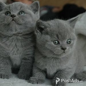 British short hair kitten for sale | PostAds PH