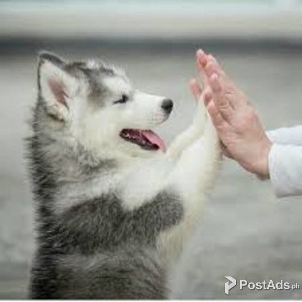 Blue eyes Siberian husky puppies available 