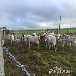 Fenced (157,347) square meters farm land for SALE! | PostAds PH